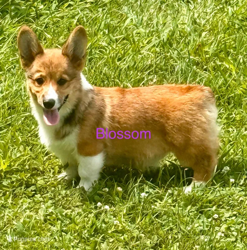 Blossom, a female Pembroke Welsh Corgi for sale in Mountain View, MO – Photo 1 of 4