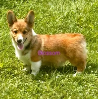 Blossom, a female Pembroke Welsh Corgi for sale in Mountain View, MO – Photo 1 of 4