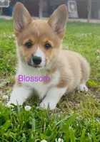 Blossom, a female Pembroke Welsh Corgi for sale in Mountain View, MO – Photo 3 of 4