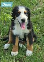 Timber, a male Bernese Mountain Dog for sale in St. Joe, AR – 1 of 1