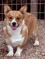 Ollie, a male Pembroke Welsh Corgi for sale in St. Joe, AR – 1 of 1