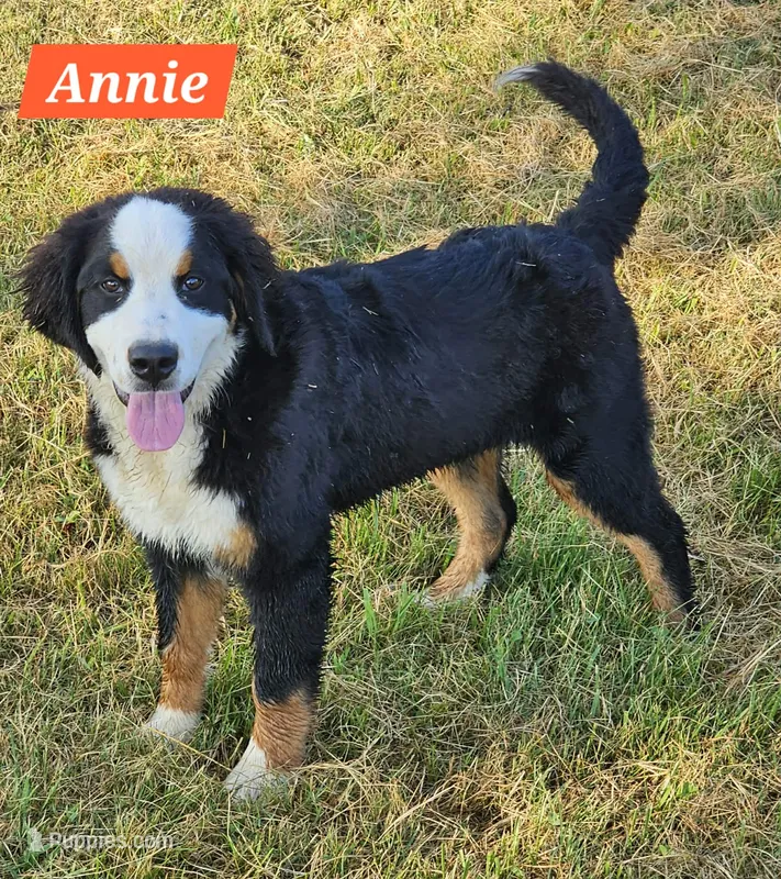 Annie – Bernese Mountain Dog puppy for sale in St. Joe, AR