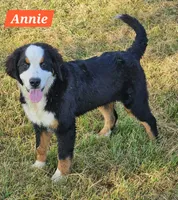 Annie, a female Bernese Mountain Dog for sale in St. Joe, AR – 1 of 1