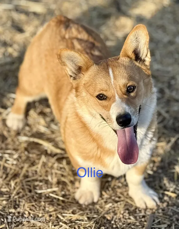 Ollie – Pembroke Welsh Corgi puppy for sale in St. Joe, AR