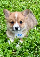 Ollie, a male Pembroke Welsh Corgi for sale in Mountain View, MO – Photo 5 of 6
