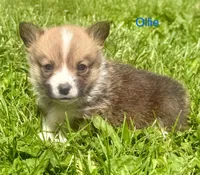 Ollie, a male Pembroke Welsh Corgi for sale in Mountain View, MO – Photo 6 of 6