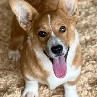Ollie, a male Pembroke Welsh Corgi for sale in St. Joe, AR – Photo 1 of 6