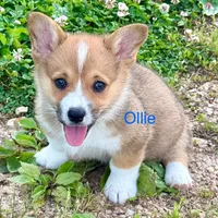 Ollie, a male Pembroke Welsh Corgi for sale in St. Joe, AR – Photo 4 of 6