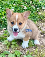 Ollie, a male Pembroke Welsh Corgi for sale in Mountain View, MO – Photo 4 of 6