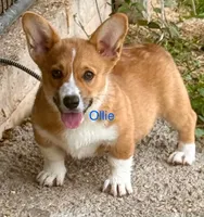 Ollie, a male Pembroke Welsh Corgi for sale in Mountain View, MO – Photo 2 of 6