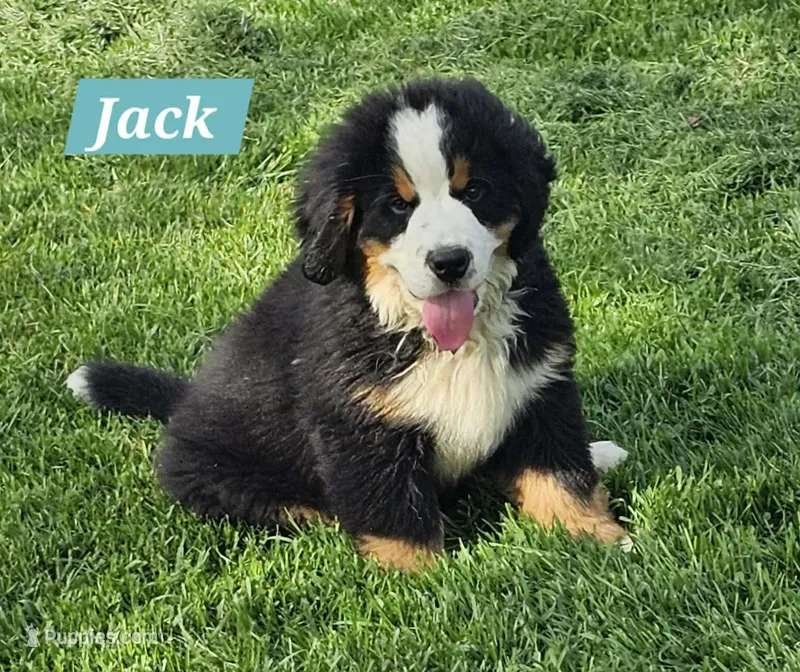 Jack – Bernese Mountain Dog puppy for sale in St. Joe, AR