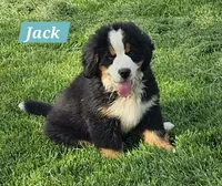 Jack, a male Bernese Mountain Dog for sale in St. Joe, AR – 1 of 1