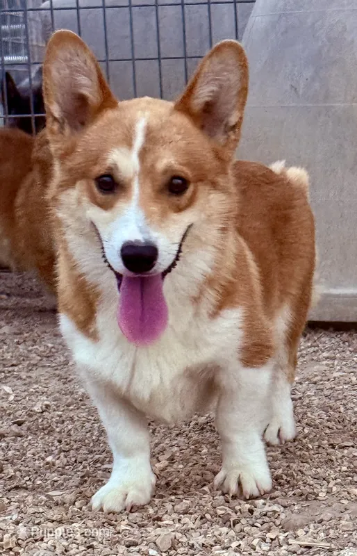 Boo – Pembroke Welsh Corgi puppy for sale in St. Joe, AR