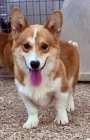 Boo, a male Pembroke Welsh Corgi for sale in St. Joe, AR – 1 of 1