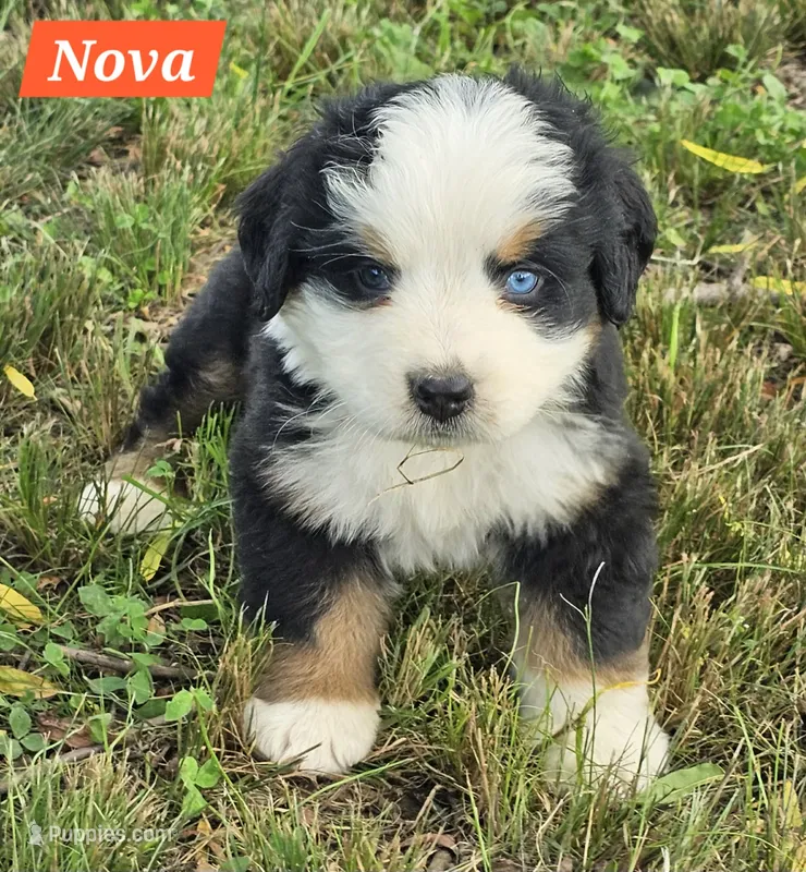 Nova – Bernese Mountain Dog puppy for sale in St. Joe, AR