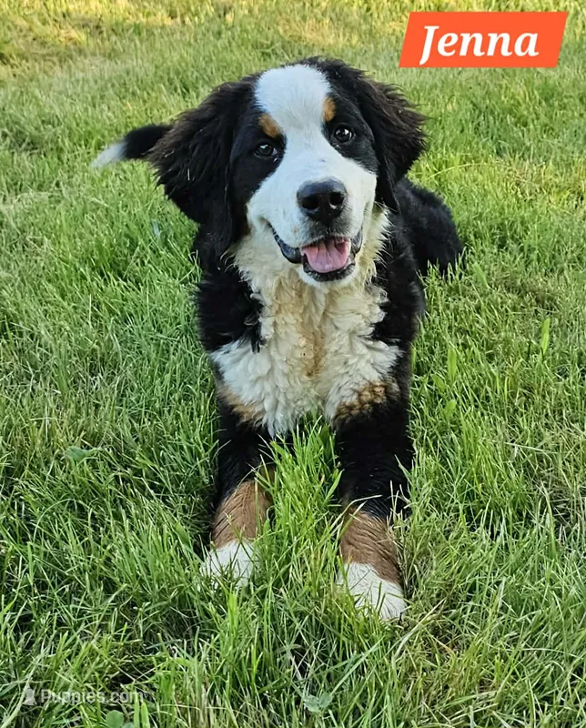Jenna – Bernese Mountain Dog puppy for sale in St. Joe, AR