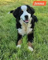 Jenna, a female Bernese Mountain Dog for sale in St. Joe, AR – 1 of 1