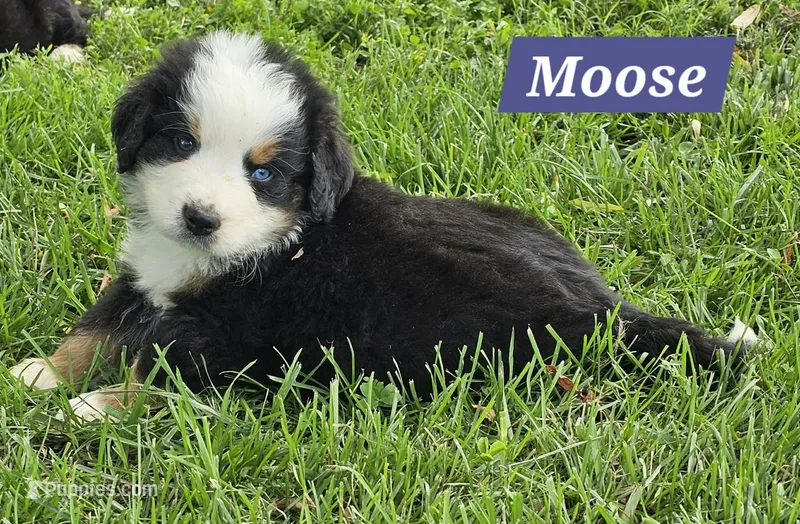 Moose  – Bernese Mountain Dog puppy for sale in St. Joe, AR