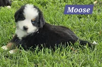 Moose , a male Bernese Mountain Dog for sale in St. Joe, AR – 1 of 1