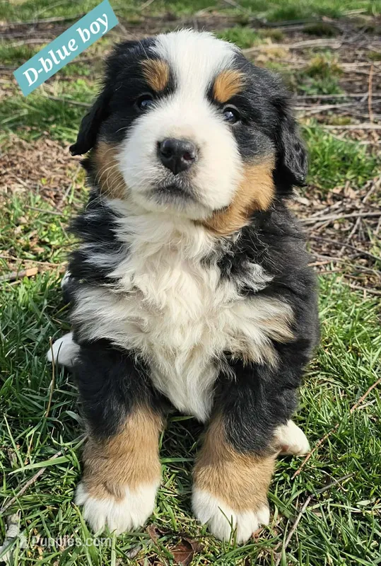 Blue  – Bernese Mountain Dog puppy for sale in Mountain View, MO