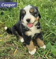 Copper, a male Bernese Mountain Dog for sale in St. Joe, AR – 1 of 1