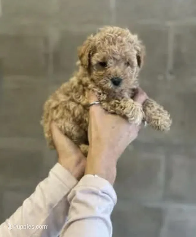 Kira – Maltipoo puppy for sale in Los Angeles, CA