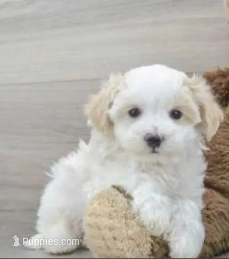 King – Maltipoo puppy for sale in Los Angeles, CA