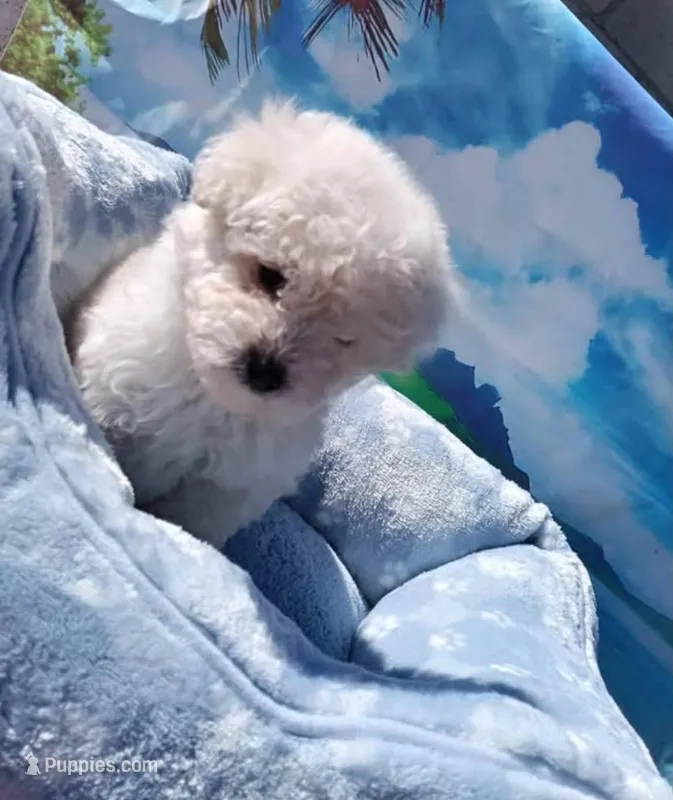 Toy – Maltipoo puppy for sale in Los Angeles, CA