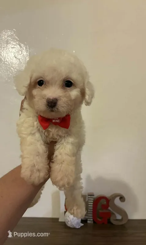 Teo – Maltipoo puppy for sale in Los Angeles, CA