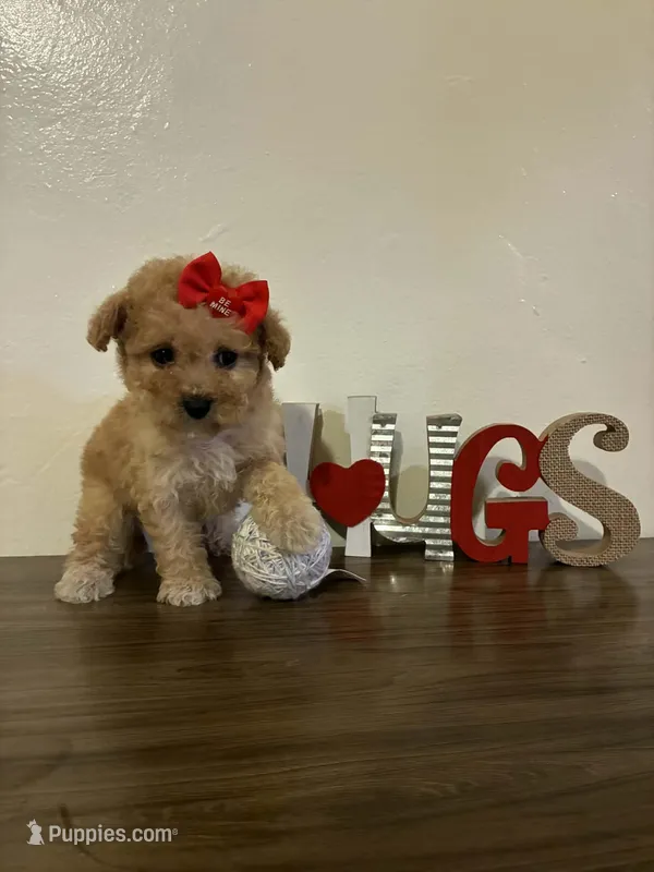 Lala – Maltipoo puppy for sale in Frazier Park, CA