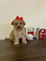 Lala, a female Maltipoo for sale in Frazier Park, CA – Photo 3 of 5
