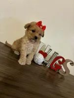 Lala, a female Maltipoo for sale in Frazier Park, CA – Photo 4 of 5