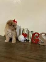 Lala, a female Maltipoo for sale in Frazier Park, CA – Photo 5 of 5