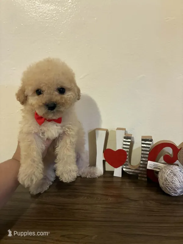 Leo – Maltipoo puppy for sale in Frazier Park, CA