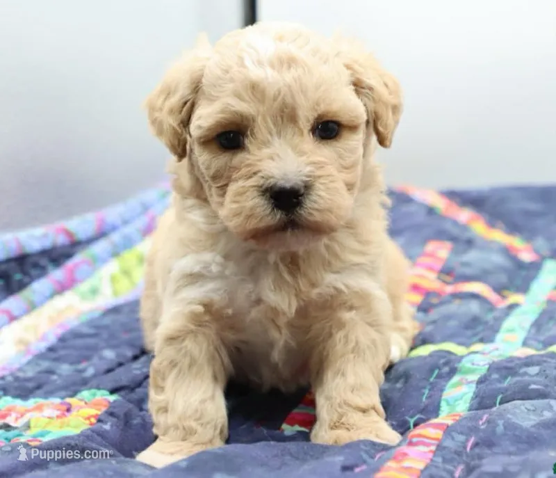 Roxy – Maltipoo puppy for sale in Los Angeles, CA
