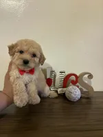 Hugs , a male Maltipoo for sale in Los Angeles, CA – Photo 2 of 3