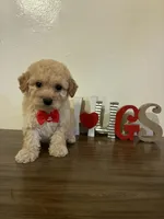 Hugs , a male Maltipoo for sale in Los Angeles, CA – Photo 3 of 3