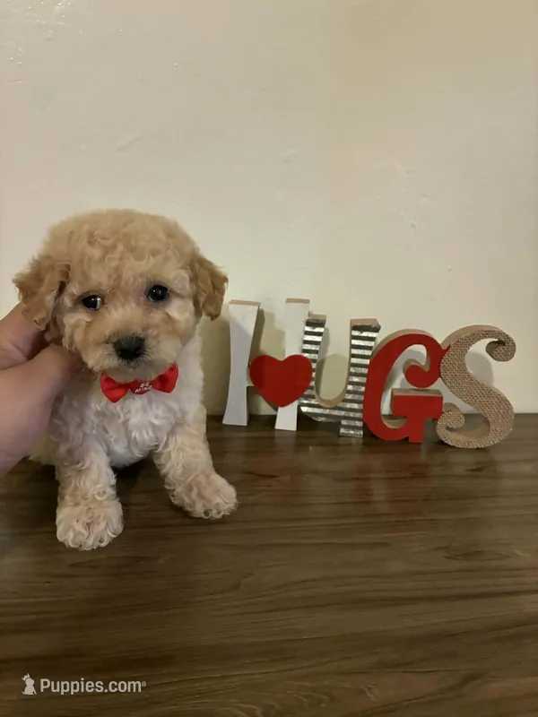 Hugs  – Maltipoo puppy for sale in Los Angeles, CA