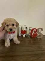 Hugs , a male Maltipoo for sale in Los Angeles, CA – Photo 1 of 3