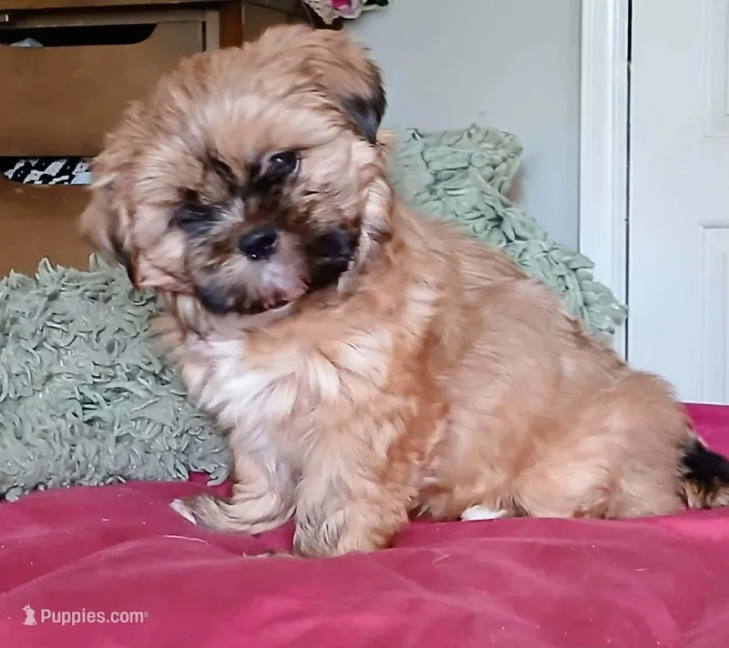 Puff – Maltipoo puppy for sale in Los Angeles, CA