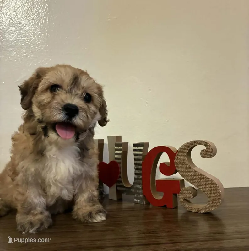 Happy – Maltipoo puppy for sale in Frazier Park, CA