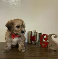 Happy, a male Maltipoo for sale in Frazier Park, CA – Photo 2 of 2