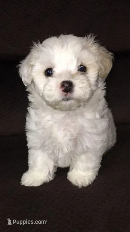 Yoyo – Maltipoo puppy for sale in Los Angeles, CA