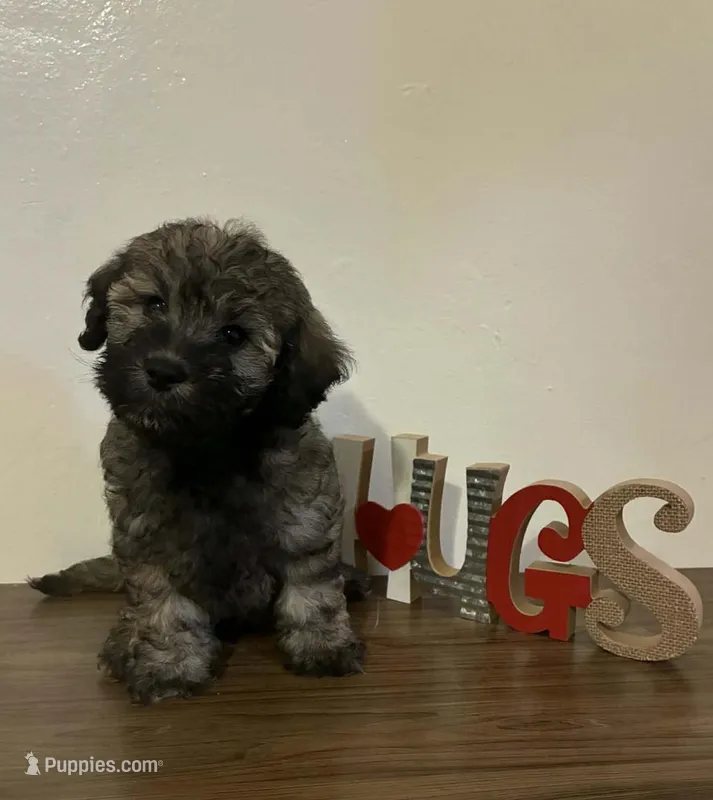 Yoyo – Maltipoo puppy for sale in Frazier Park, CA