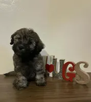 Yoyo, a male Maltipoo for sale in Frazier Park, CA – Photo 1 of 2