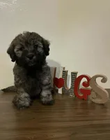Yoyo, a male Maltipoo for sale in Frazier Park, CA – Photo 2 of 2