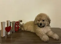 Rocky, a male Maltipoo for sale in Frazier Park, CA – Photo 3 of 3