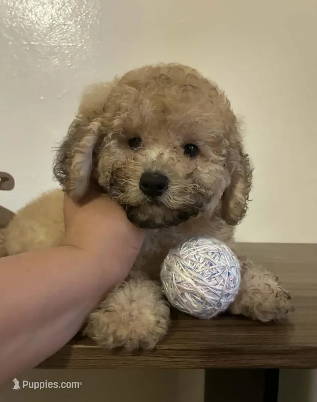 Rocky – Maltipoo puppy for sale in Frazier Park, CA