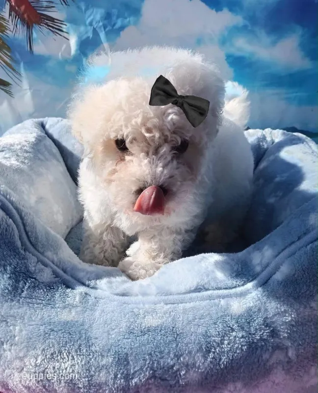 Love  – Maltipoo puppy for sale in Los Angeles, CA