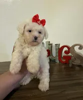 Love , a female Maltipoo for sale in Los Angeles, CA – Photo 2 of 2